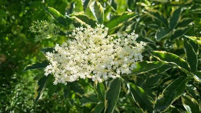 Пение Славки и Зяблика*Красота Природы*Спокойствие и Хорошее Настроение