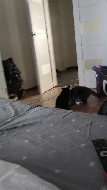 Кототанго