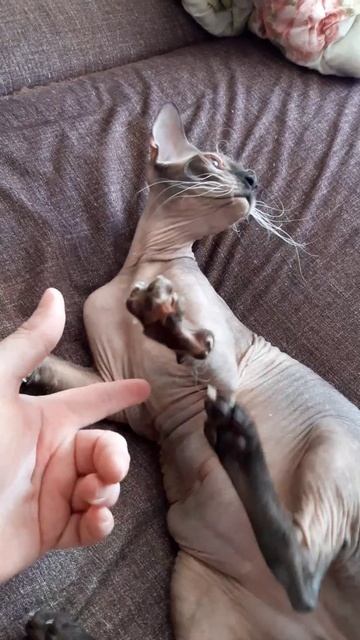 Котик😍
