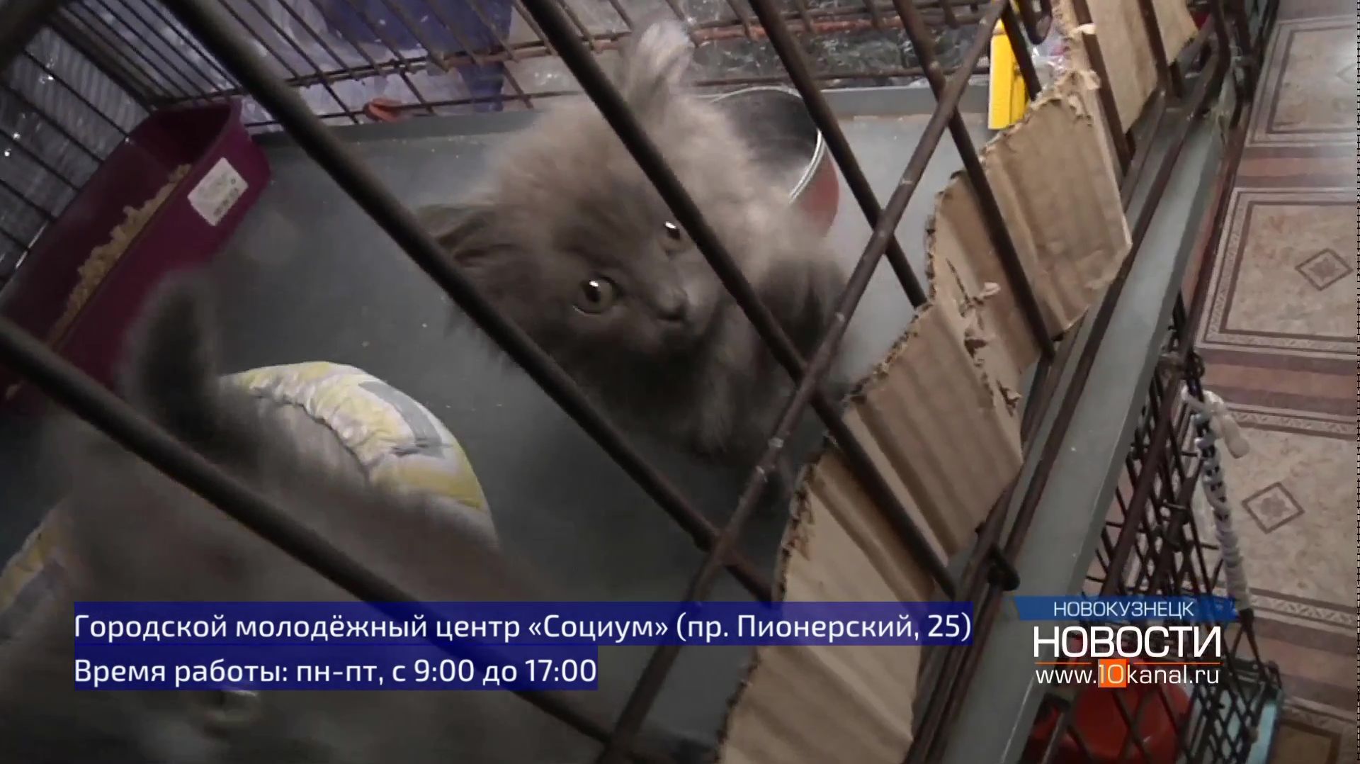 В Новокузнецке стартовала добровольческая акция «4 лапки»