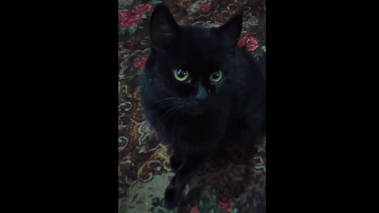 Отелло. Кино и Попкорн созданы друг для друга) Othello. Cinema And Popcorn Are Made For Each Other)