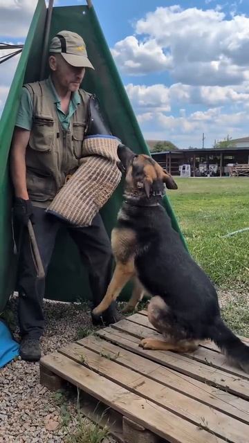 Выговорился🐕 Автор:wolfsfelzem_kr #приколы #собаки #животные #мемы