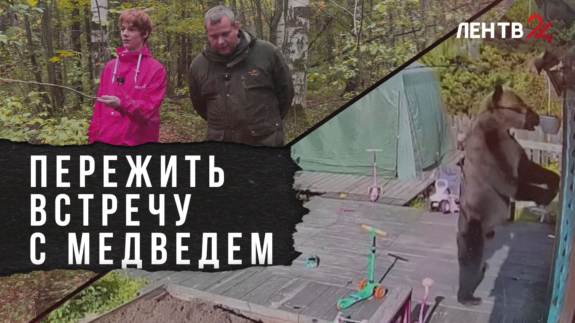 Встретить медведя и остаться в живых: почему участились случаи выходов дикого зверя к людям