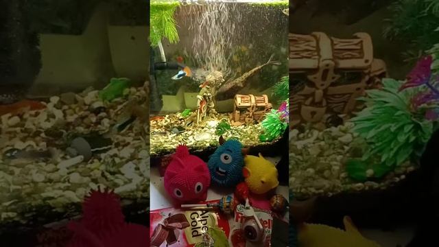 Chocolate ASMR Live With The Giant Fish And Chocolates