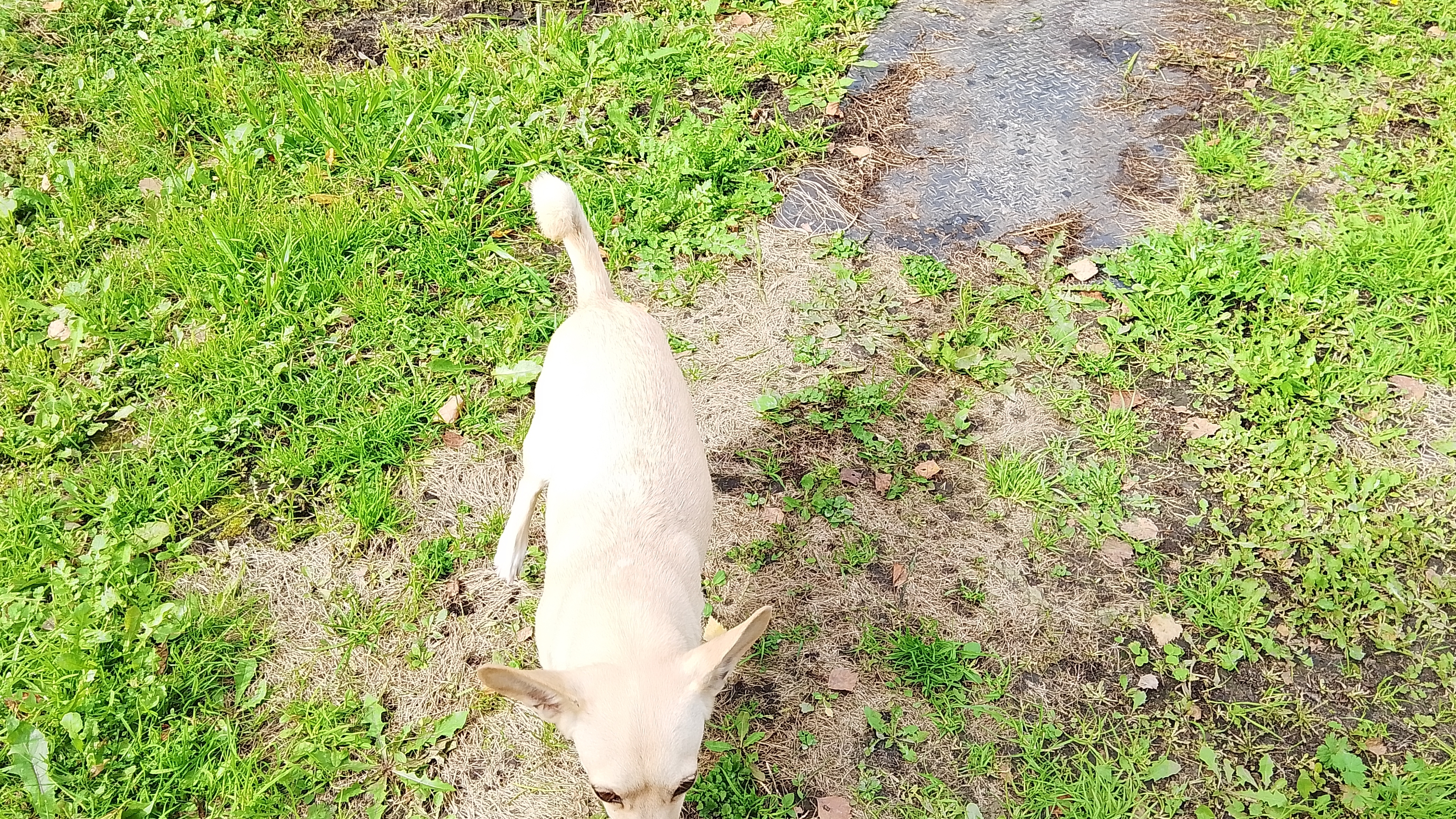 28-09-2026 Мой новый питомиц 🐶🐶🐶 ♥️♥️♥️🥣🥣🥣