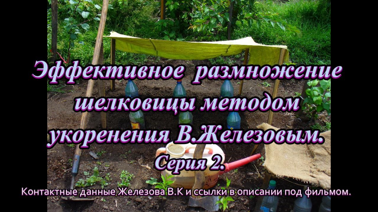 Эффективное  размножение шелковицы методом укоренения В.Железовым. Серия 2.