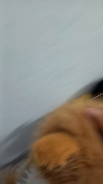 #Ещё одни игрушки, только уже не новые