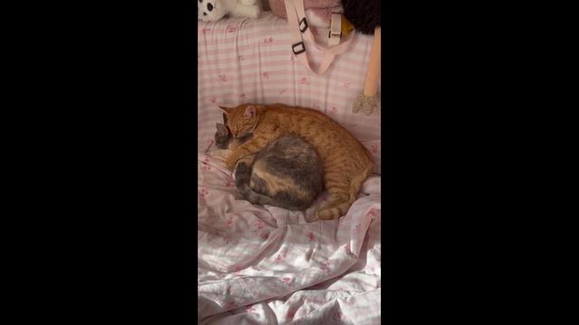 Кошачьи нежности!