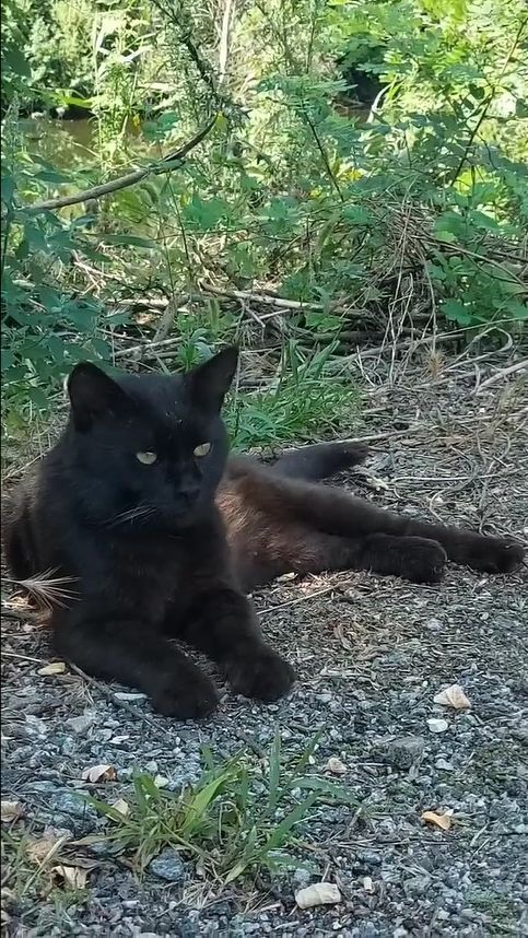 Кошку нельзя обижать.