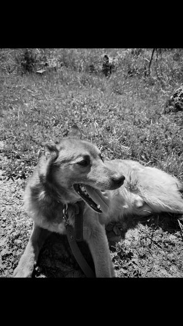 Тузик. Пёс моей бабушки🐶❤️.