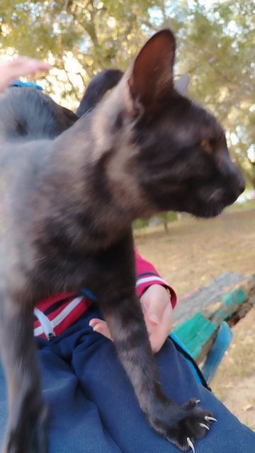 подкидыш
