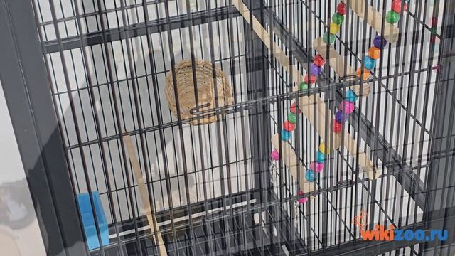 Клетка для попугаев