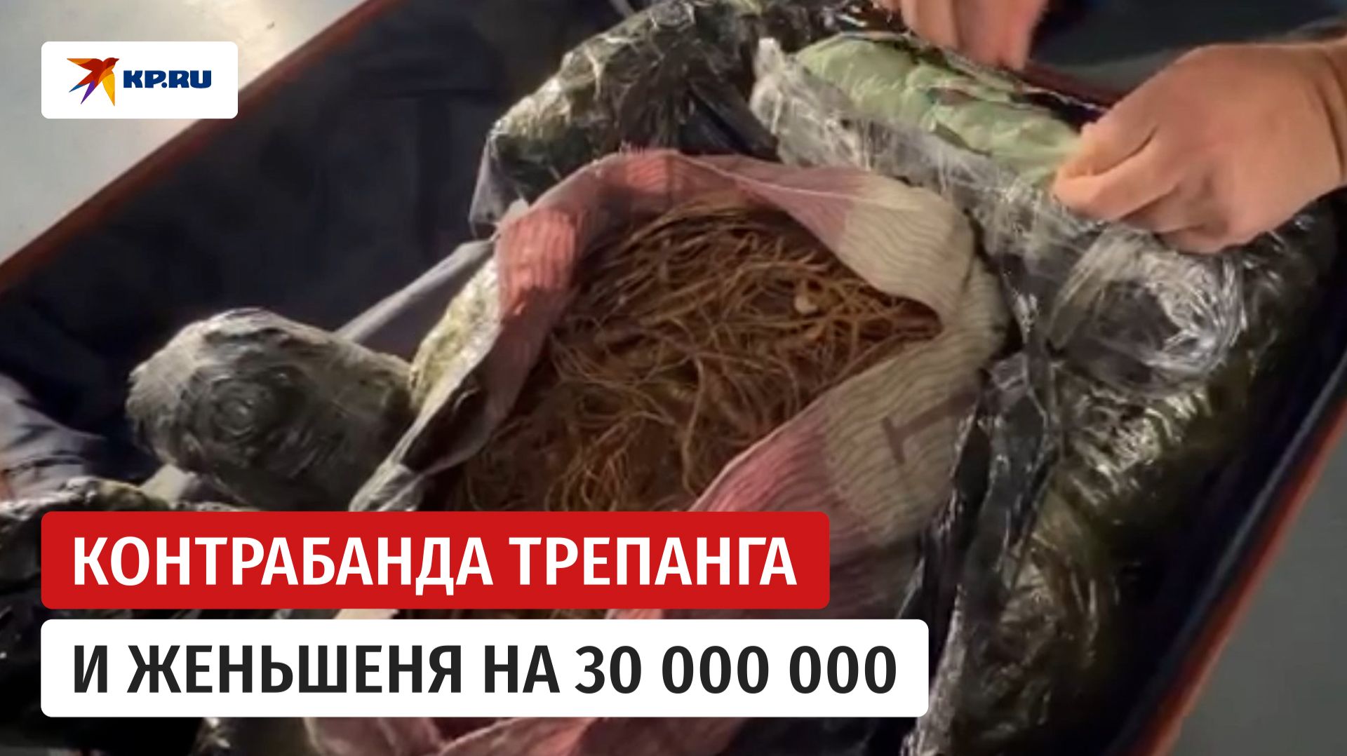 Пытался вывезти из России в Китай трепанг и женьшень на 30 миллионов
