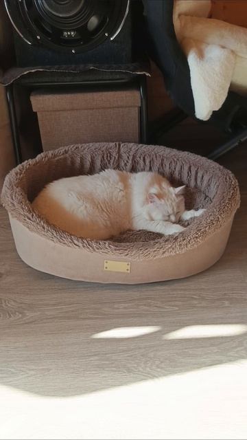 Ночью бегал и скакал , людям спать 😴 не давал 😡 а сейчас как нивчём отсыпается 😂