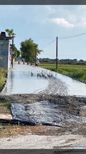 Отряд самоубийц