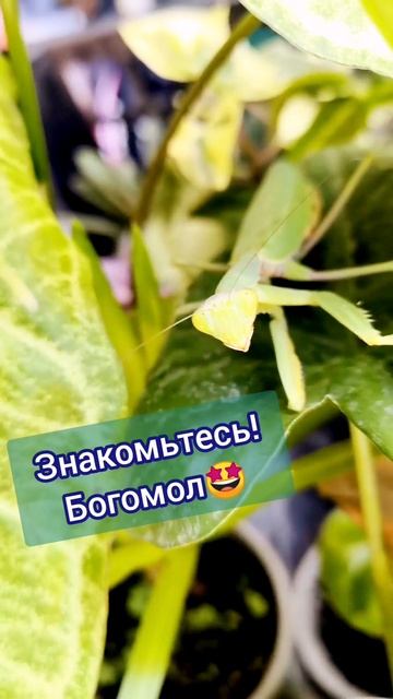 #Shorts Богомол-очень полезное насекомое