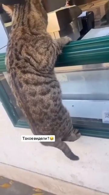 - Заказал уже?