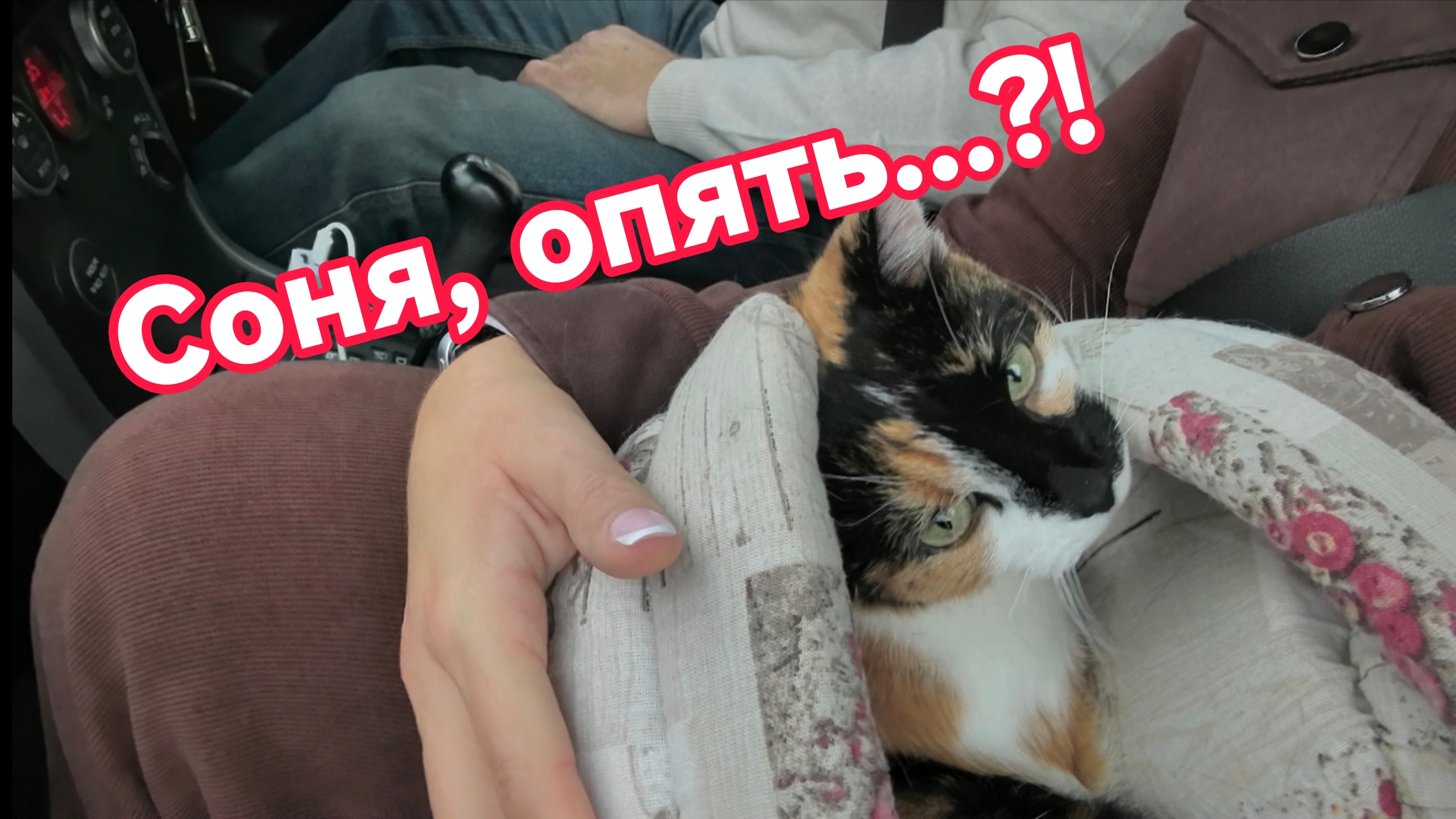 Понедельник — день тяжелый, особенно у кошки Сони. Ветклиника - второй дом!