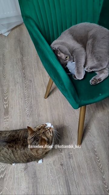 Локи подкрался незаметно😸