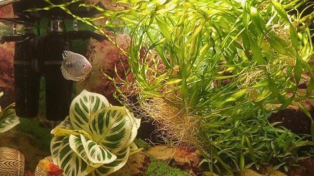 Релакс-аквариум звуки воды, которые успокаивают лучше музыки