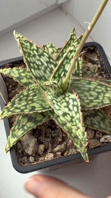 Алоэ гибридные  #aloe #succulent #алоэ #суккуленты Отправка почта / 5пост по России