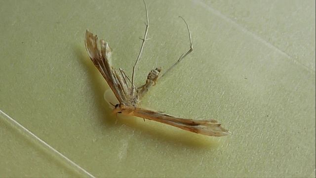Gillmeria Pallidactyla (пальцекрылка серовато-жёлтая)