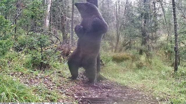 Тот самый танцующий медведь в оригинале, без музыки. кайф он такой
