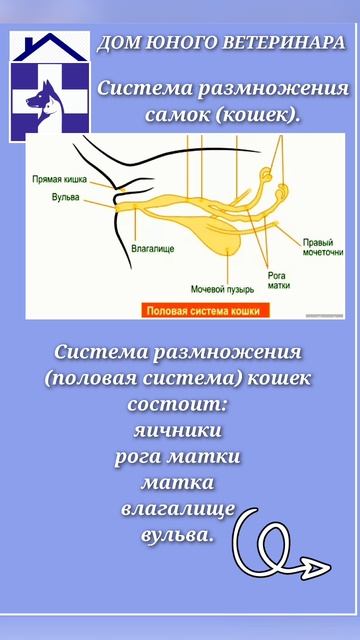 система размножения кошки