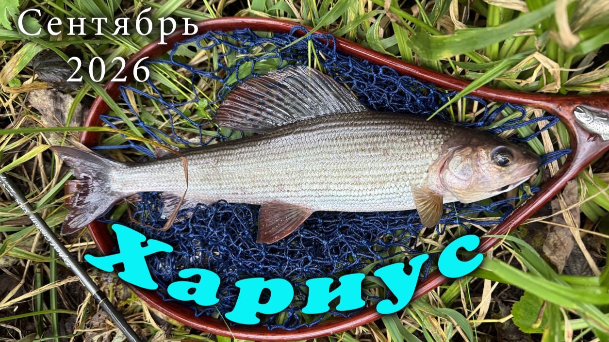 Осенний Хариус и Форель.#11. Рыбалка в Ленинградской области. Сентябрь 2026.