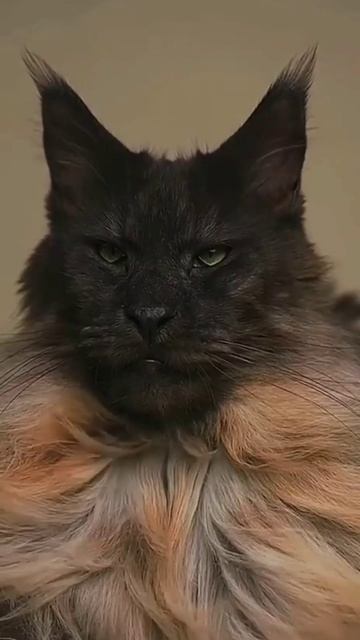 Красавчик🐱💎