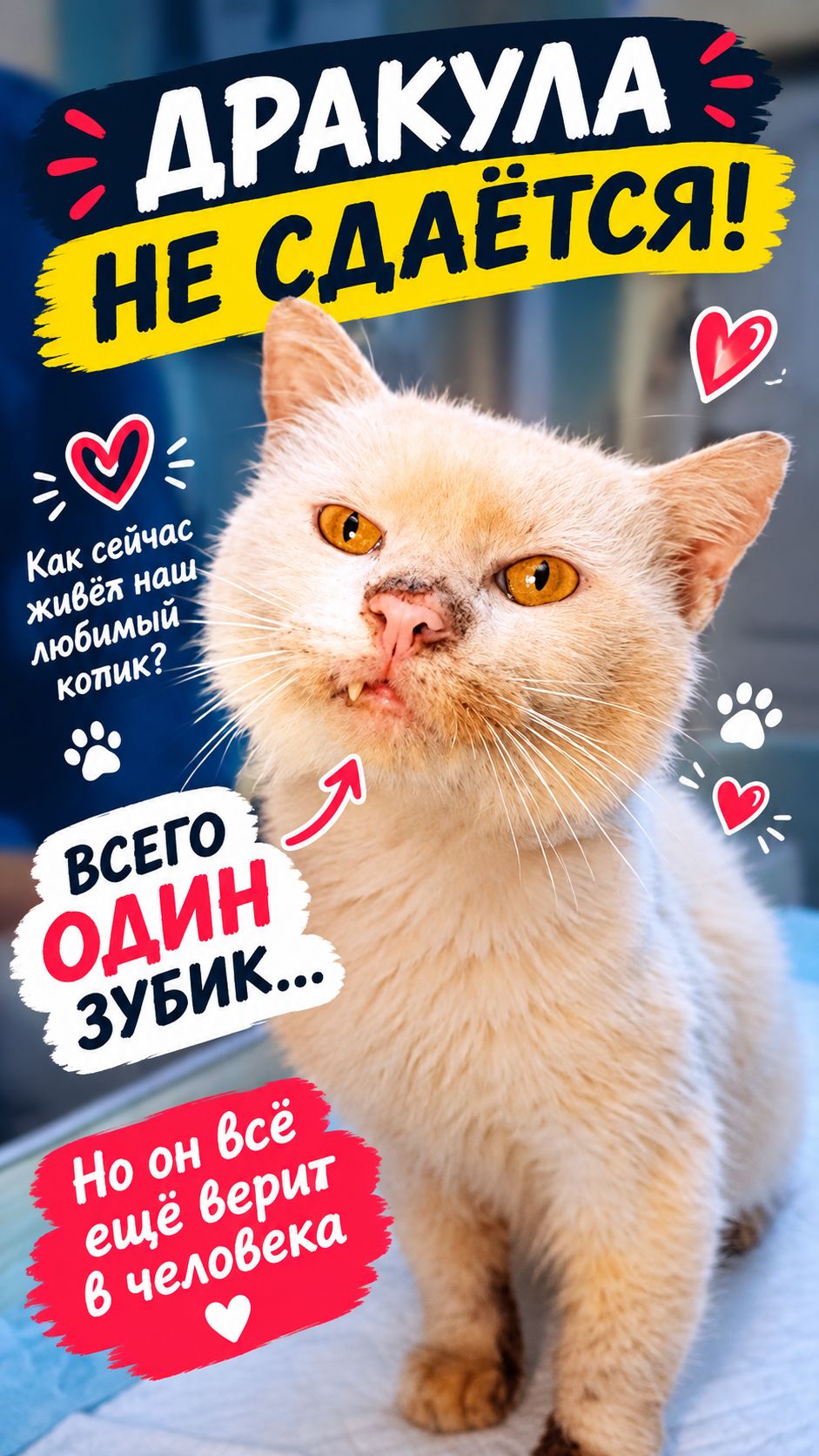 🥺 ДРАКУЛА НЕ СДАЁТСЯ! Как сейчас живёт наш любимый котик с одним зубиком ❤️