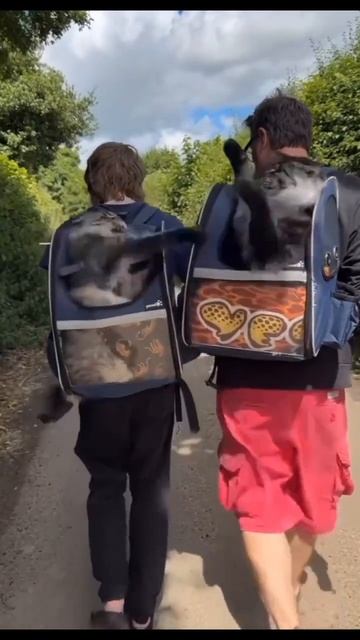Разборки на прогулке 😺