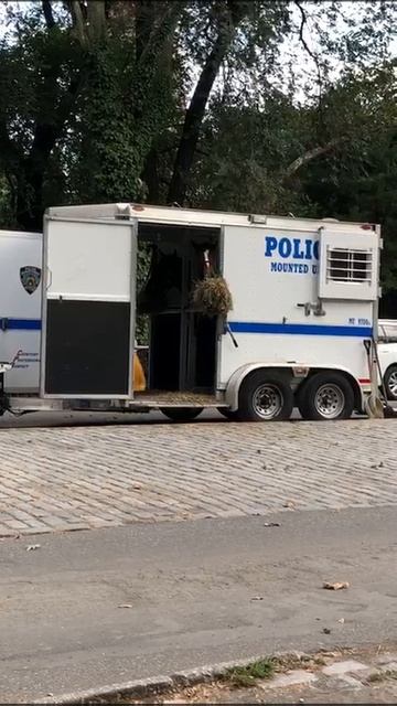 Полицейская лошадка в Нью Йорке