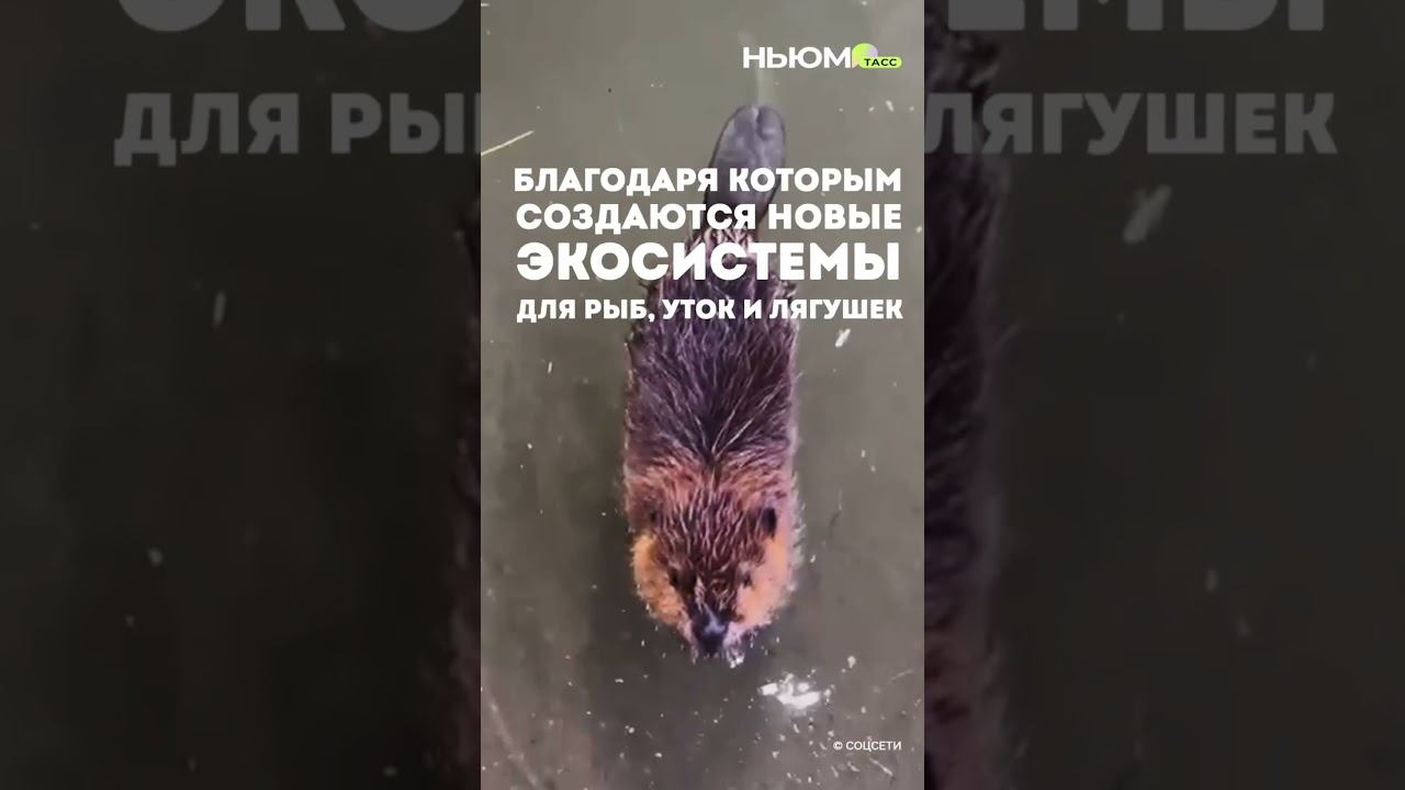 Эти строители не носят каски, не чертят планы и не получают зарплату…