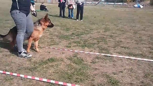 ПОДРОСТКИ КОБЕЛИ / КЧК РОСТОВ-НА-ДОНУ 27 сентября`26 Н.Шкляревская Моно немецких овчарок