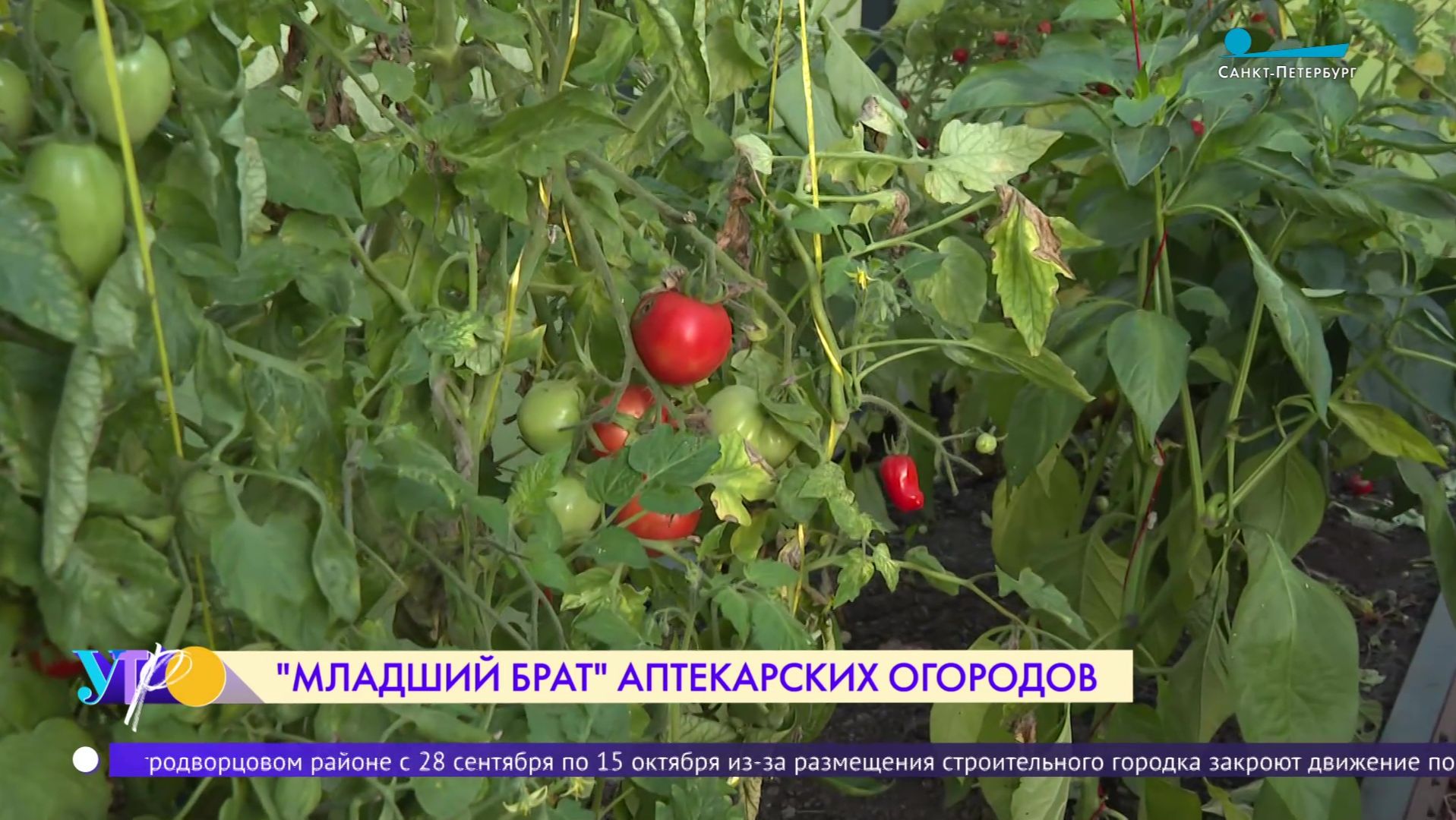«Младший брат» Аптекарских огородов в школе № 489
