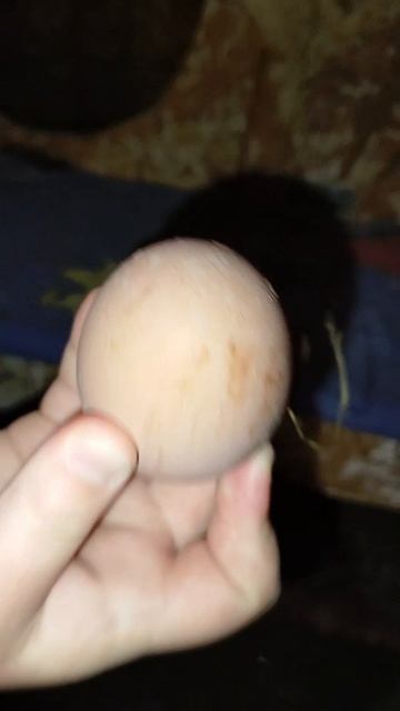 Любимые цыпы