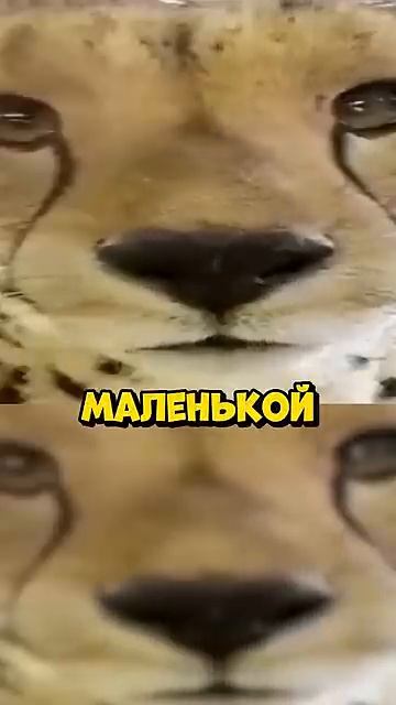 Душнила