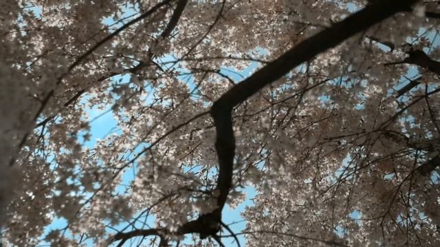 🎵 Л.В. Бетховен - К Элизе - Beethoven - Fur Elise. Невероятно красивая музыка. Вечная классика