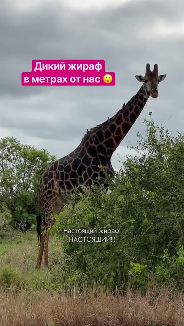 Жираф восхитил! Необычное тело, расцветка! И так близко! Автотрип по Африке удался! Больше в профиле