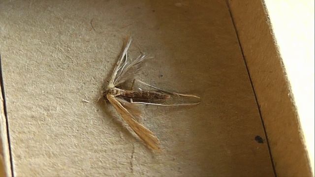 Emmelina Monodactyla (пальцекрылка однопалая)