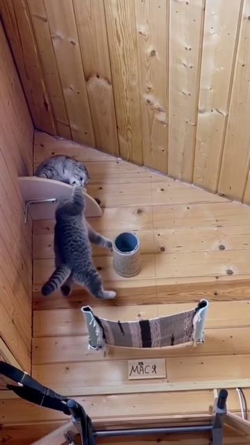 Я тут король🐱😂