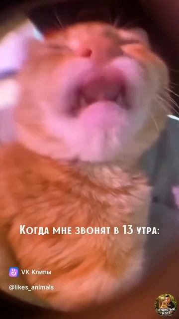 Когда мне звонят в 13 утра )) У - Ха -хА