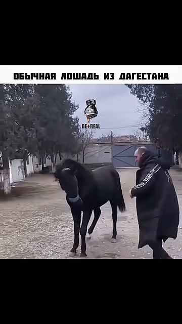 в Дагестане даже лошади борются
