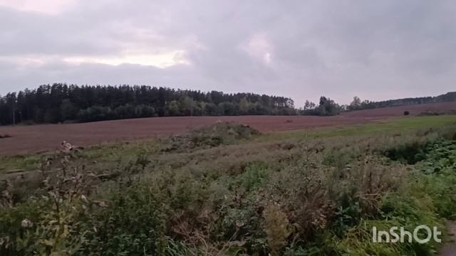 Опята в саду, калина собрана-, 26.09.26