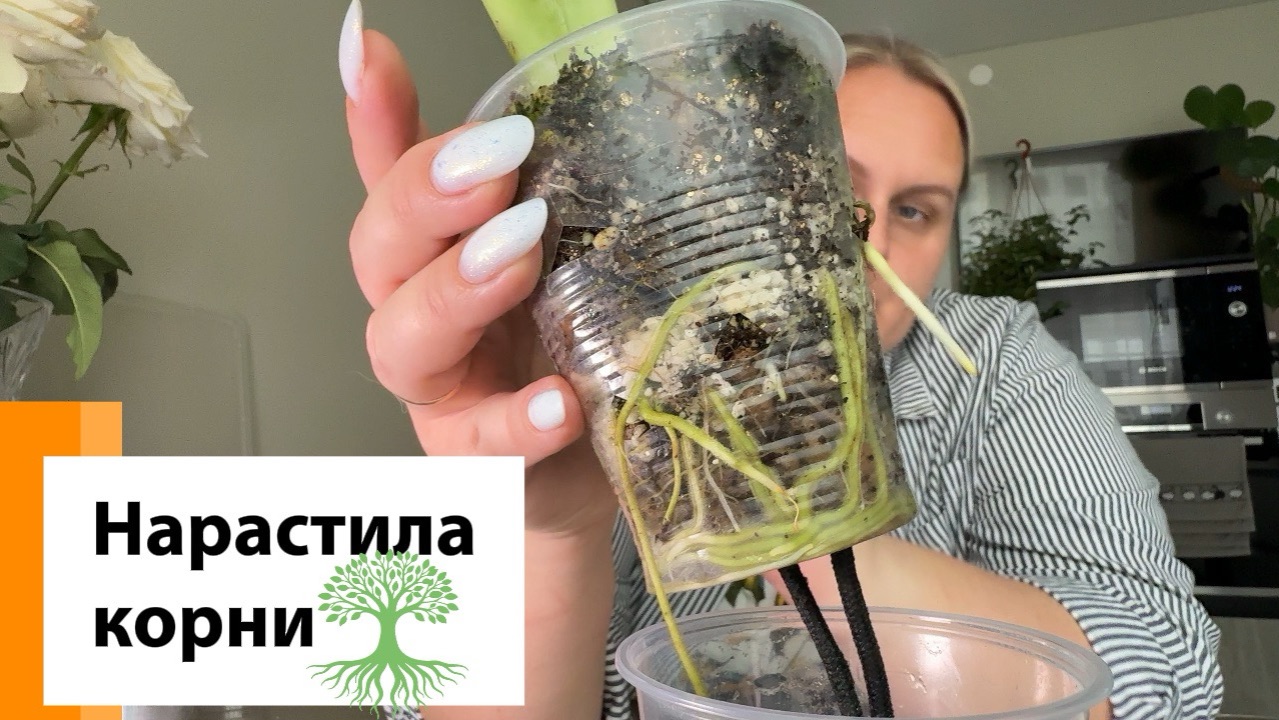 Нарастила корни