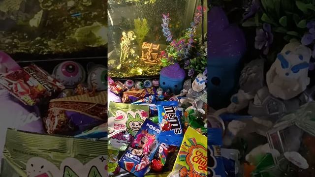 ASMR Chocolate Live Fish In An Aquarium And Chocolate ASMR