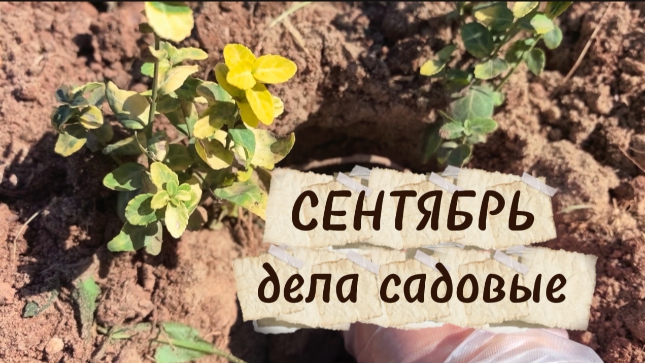 Пересадила бересклет Форчуна, лилейник и можжевельник. Ручной культиватор✅
