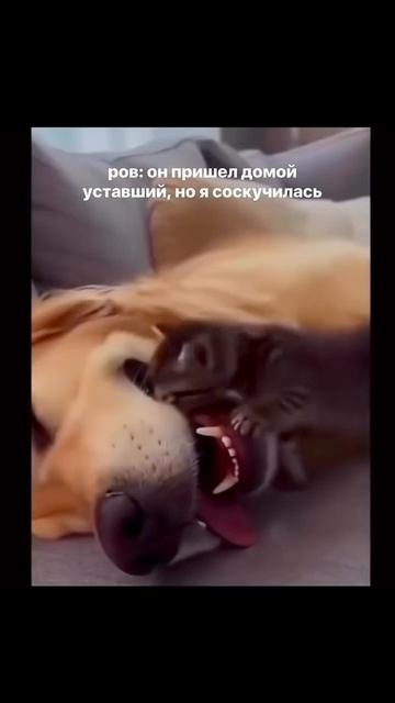 Ну жизааа🥰❤️ Я использую гель-концентрат для стирки от ARIC нежный пион
