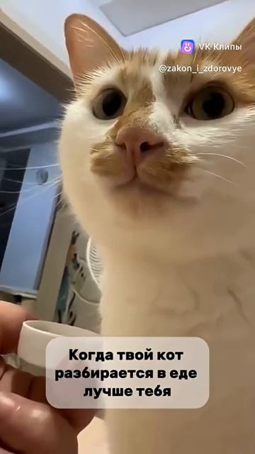 Когда твой кот🙂разбирается в еде☺️лучше тебя❤️